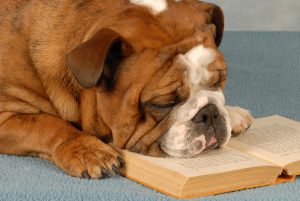 Bulldog Reading Book